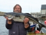 Seelachs Traena Arctic Fishing