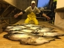 Rotsund Seafishing grosse Seelachse