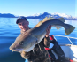 Catch & Release Dorsch Rotsund Seafishing