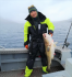 Dorsch satt Rotsund Seafishing