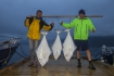 Heilbutte Rotsund Seafishing