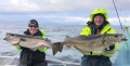Pollack-Doublette-Traena-Arctic-Fishing